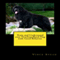 Train and Understand Your Newfoundland Dog with Good Behavior