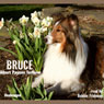 Bruce: A Collie Story of Bravery and Great Adventure