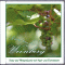 Rund um den Weinberg. Natur und Weingerusche mit Vogel- und Tierstimmen