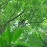 Chaguantique Nature Reserve, El Salvador: Audio Journeys Explores One of the Last Remaining Rainforests