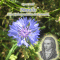 Novalis. Eine Kulturgeschichte der Romantik