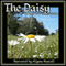 The Daisy