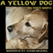 A Yellow Dog