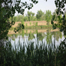 Frog Tales: The Frogs of Sawhill Ponds, Vol. 2