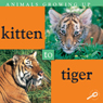 Animals Growing Up: Kitten to Tiger