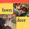 Animals Growing Up: Fawn to Deer