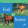 Foal to Horse