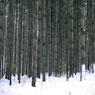 Creating a Good Future: Linji Plants Pines