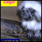 Congo! (Unabridged) audio book by J. Lucy Boyd