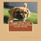 Puggle Dog Care and Understanding Guide Book (Unabridged) audio book by Vince Stead