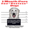 1 Month Cure for 'Useless' Dogs: Fast-Track Game, Activity and Training Program for the Perfect Dog in Just 1 Month (Unabridged)