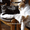 Just Another Crazy Cat Lady Story (Unabridged) audio book by Raven Mardirosian