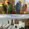 Did You Two Go on the Same Trip: Australia Unillustrated Edition (Unabridged)