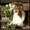Bruce: A Collie Story of Bravery and Great Adventure (Unabridged) audio book by Albert Payson Terhune
