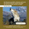 Die Stimmen der Wlfe, Schakale und Hunde. 15 Tierarten, 66 Tonaufnahmen audio book by Karl-Heinz Dingler, Karl-Heinz Frommolt