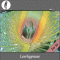Eine Leerhypnose - Eine Erotik-Hypnose - fr Sie audio book by Gregor Cosselek