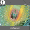Eine Leerhypnose - Eine Erotik-Hypnose - fr Ihn audio book by Gregor Cosselek