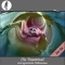 Die Trauminsel - Eine erotische Wellness Hypnose - fr Sie audio book by Gregor Cosselek