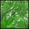 Chaguantique Nature Reserve, El Salvador: Audio Journeys Explores One of the Last Remaining Rainforests (Unabridged) audio book by Patricia L. Lawrence
