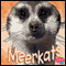 Meerkats