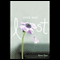 Once Was Lost (Unabridged) audio book by Sara Zarr