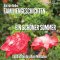 Ein schner Sommer (Familiengeschichten). Geschichten fr ltere Menschen audio book by Larissa Cosentino