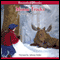 Moose Tracks (Unabridged) audio book by Mary Casanova