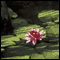 Alive to the Moment: Zhaozhou's Flower of Awakening audio book by John Daido Loori, Roshi
